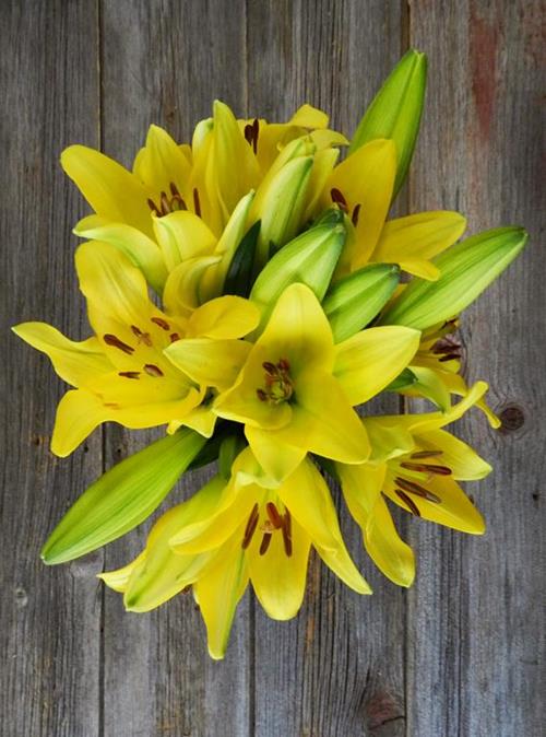 Wholesale Yellow L.A. Hybrid Lilies Delivered Online FlowerFarm